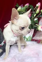 Dollface Teddy Ruxpin + Parents Pics, a male Chihuahua for sale in Tracy, CA – 7 of 8