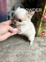 Tiny POWDER  See VIDEO, a male Chihuahua for sale in Tracy, CA – 2 of 5