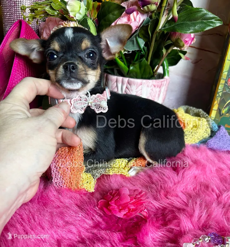 Little CITY GIRL  – Chihuahua puppy for sale in Tracy, CA