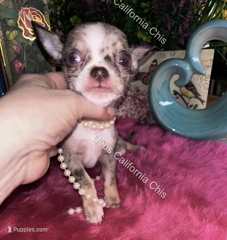 DEBS CALIF CHIS tint  DISCO - Videos! – Chihuahua puppy for sale in Tracy, CA