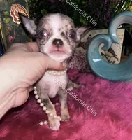 DEBS CALIF CHIS tint  DISCO - Videos!, a male Chihuahua for sale in Tracy, CA – 1 of 8