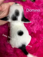 DOMINO See video, a male Chihuahua for sale in Tracy, CA – 5 of 5