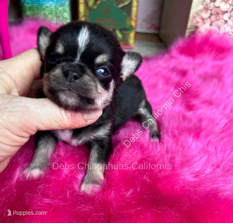 Debs Calif Chi’s Tiny PEPE LE PEW – Chihuahua puppy for sale in Tracy, CA