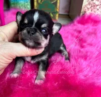 Debs Calif Chi’s Tiny PEPE LE PEW, a male Chihuahua for sale in Tracy, CA – 1 of 4