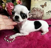 5 month old INKBLOT, a male Chihuahua for sale in Tracy, CA – 3 of 6