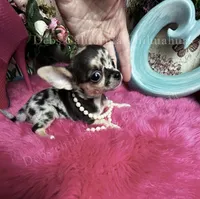 Tiny TIGER LILY see Video, a female Chihuahua for sale in Tracy, CA – 6 of 8