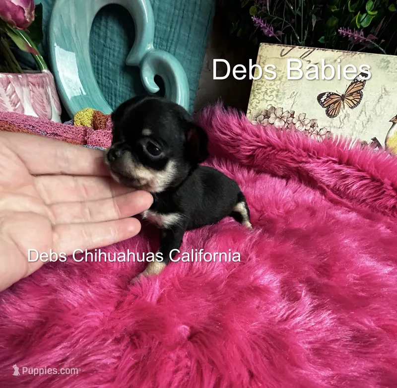 Teensy Dream Baby  – Chihuahua puppy for sale in Tracy, CA
