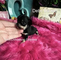 Teensy Dream Baby , a female Chihuahua for sale in Tracy, CA – 1 of 3