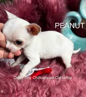 PEANUT See Video, a female Chihuahua for sale in Tracy, CA – 2 of 5
