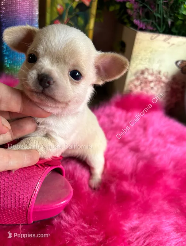 Debs California Chis STUART  – Chihuahua puppy for sale in Tracy, CA
