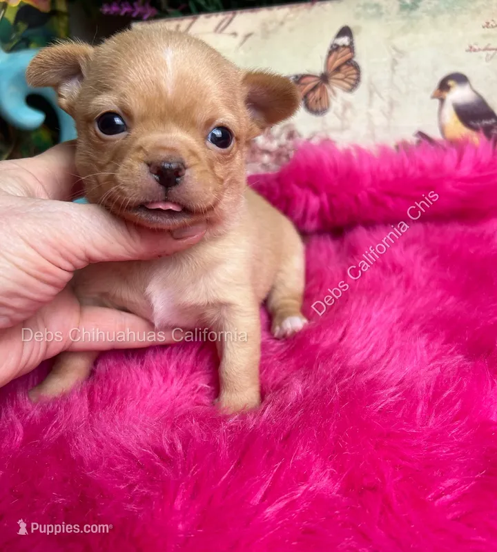 Dollface Teddy Ruxpin + Parents Pics – Chihuahua puppy on hold in Tracy, CA