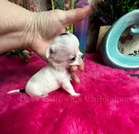 Unique Runt ZORRO , a female Chihuahua for sale in Tracy, CA – 3 of 5