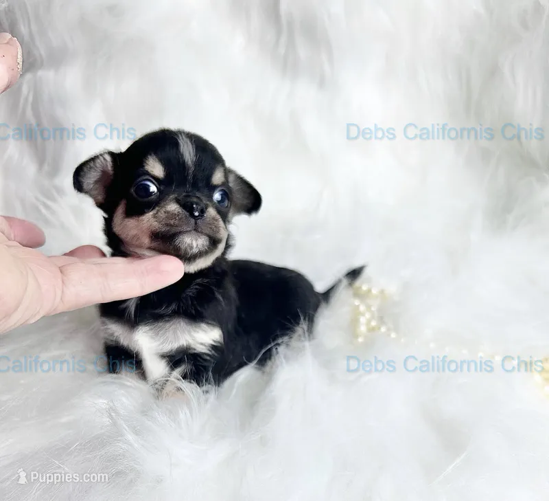   Longcoat Tiny PEPE LE PEW – Chihuahua puppy for sale in Tracy, CA