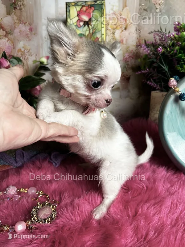 Little Longcoat SOPHIE  – Chihuahua puppy for sale in Tracy, CA