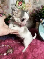Little Longcoat SOPHIE , a female Chihuahua for sale in Tracy, CA – 1 of 9