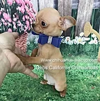 Dollface Teddy Ruxpin + Parents Pics, a male Chihuahua for sale in Tracy, CA – 5 of 8
