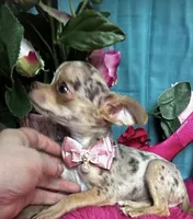 SARAH   2 Videos, a male Chihuahua for sale in Tracy, CA – 6 of 7