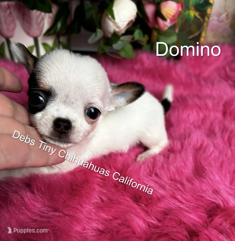 Tiny PANDA See video – Chihuahua puppy for sale in Tracy, CA