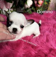 DOMINO See video, a male Chihuahua for sale in Tracy, CA – 1 of 5