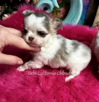 Tiny Longhair BEAUTY, a female Chihuahua for sale in Tracy, CA – 4 of 4