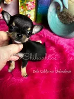 XTiny Taco , a female Chihuahua for sale in Tracy, CA – Photo 4 of 6