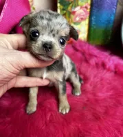 Pebbles , a female Chihuahua for sale in Tracy, CA – Photo 3 of 3
