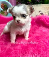 Tiny Longhair BEAUTY, a female Chihuahua for sale in Tracy, CA – 3 of 4