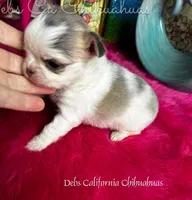 Exotic BEAUTY, a female Chihuahua for sale in Tracy, CA – Photo 3 of 4