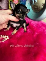 XTiny Taco , a female Chihuahua for sale in Tracy, CA – Photo 6 of 6