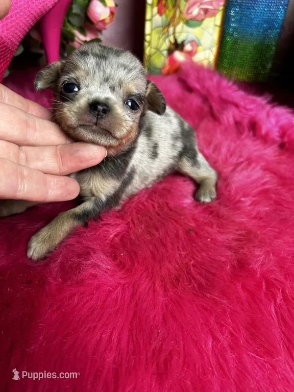 Pebbles  – Chihuahua puppy for sale in Tracy, CA