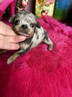 Pebbles , a female Chihuahua for sale in Tracy, CA – Photo 1 of 3