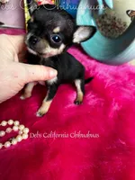 XTiny Taco , a female Chihuahua for sale in Tracy, CA – Photo 5 of 6