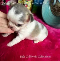 Exotic BEAUTY, a female Chihuahua for sale in Tracy, CA – Photo 4 of 4