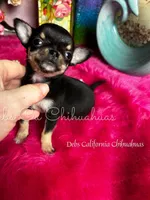 XTiny Taco , a female Chihuahua for sale in Tracy, CA – Photo 3 of 6