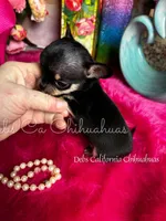 XTiny Taco , a female Chihuahua for sale in Tracy, CA – Photo 2 of 6