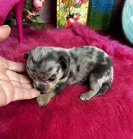 Pebbles , a female Chihuahua for sale in Tracy, CA – Photo 2 of 3