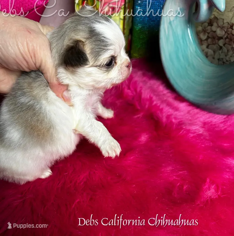 Exotic BEAUTY – Chihuahua puppy for sale in Tracy, CA