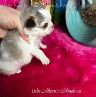 Exotic BEAUTY, a female Chihuahua for sale in Tracy, CA – Photo 1 of 4