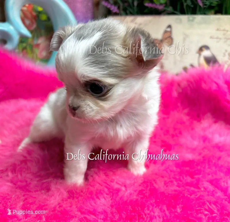 Tiny Longhair BEAUTY – Chihuahua puppy for sale in Tracy, CA