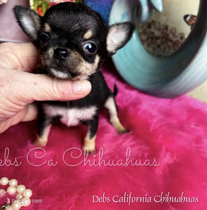 XTiny Taco  – Chihuahua puppy for sale in Tracy, CA
