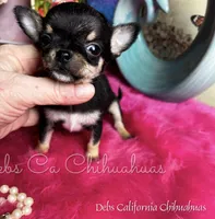 XTiny Taco , a female Chihuahua for sale in Tracy, CA – Photo 1 of 6