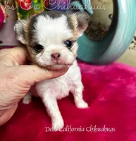 Exotic BEAUTY, a female Chihuahua for sale in Tracy, CA – Photo 2 of 4