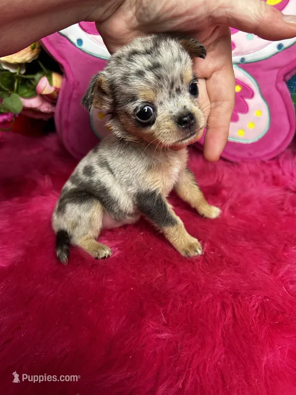 Pebbles  – Chihuahua puppy for sale in Tracy, CA