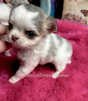 Tiny Longhair BEAUTY, a female Chihuahua for sale in Tracy, CA – 2 of 4