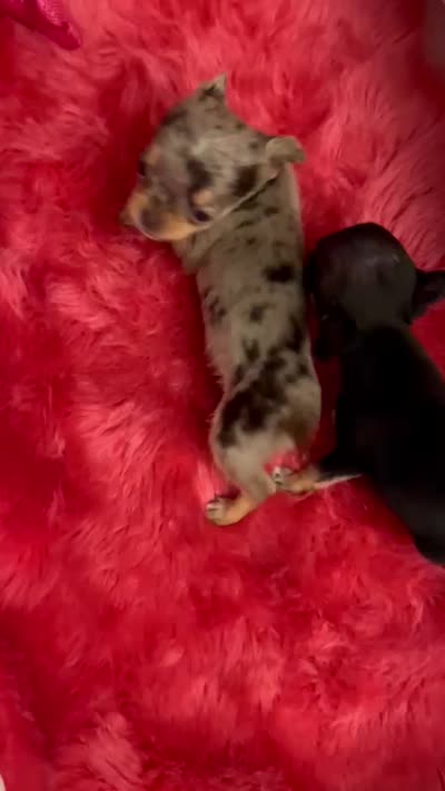 Tiny BAMBI See Video, a female Chihuahua for sale in Tracy, CA – 6 of 6