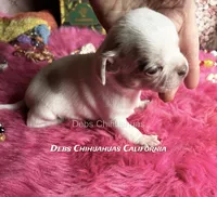 Ohlala - Pics parents and past sibling , a male Chihuahua for sale in Tracy, CA – 4 of 6