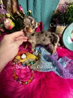 Tiny CUPCAKE See Video, a female Chihuahua for sale in Tracy, CA – 5 of 7