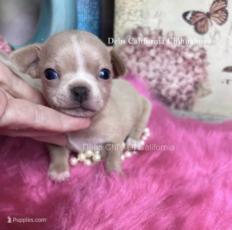Little PEANUT  – Chihuahua puppy for sale in Tracy, CA