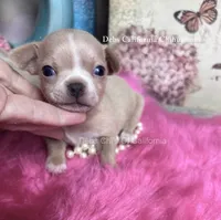 Little PEANUT , a male Chihuahua for sale in Tracy, CA – 1 of 4