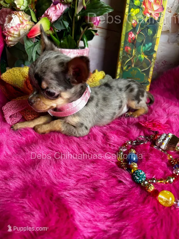 Tiny Cupcake  – Chihuahua puppy for sale in Tracy, CA